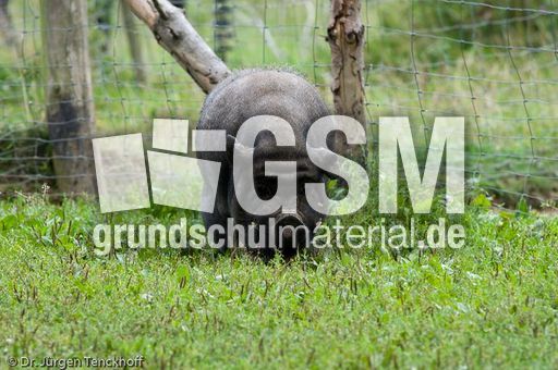 Hängebauchschwein (21 von 37).jpg